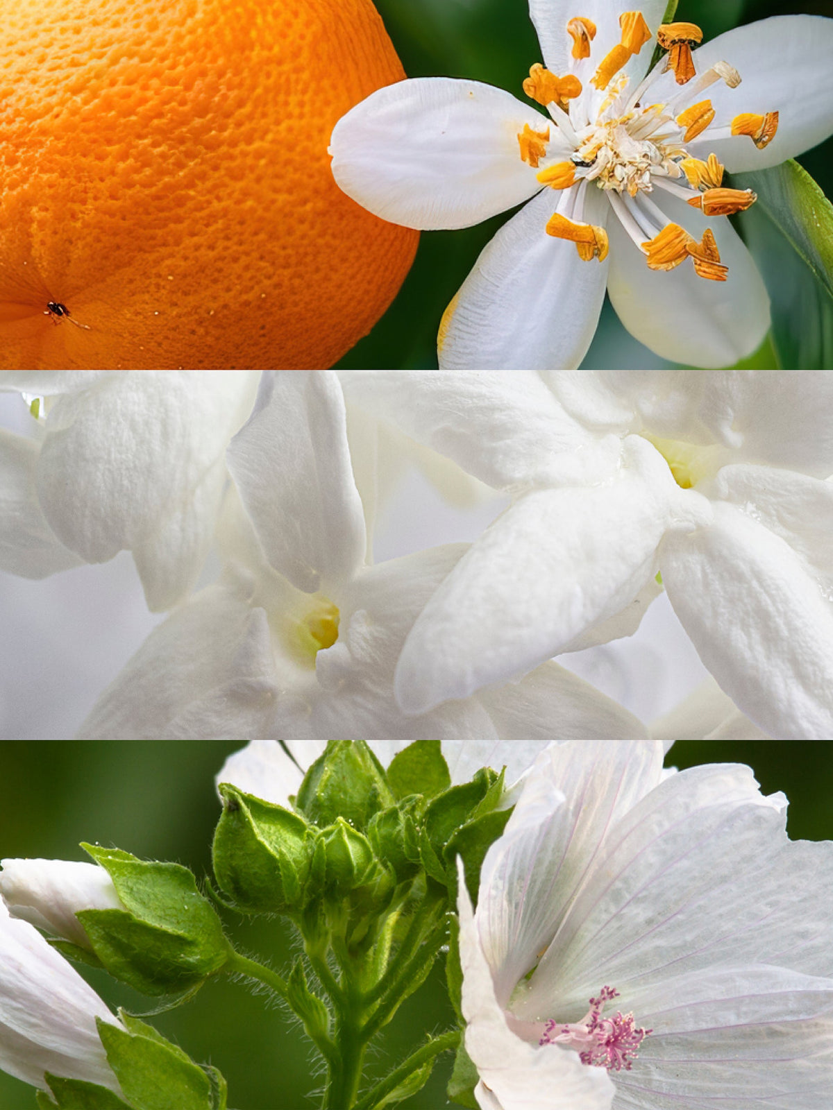 Andrea For Her